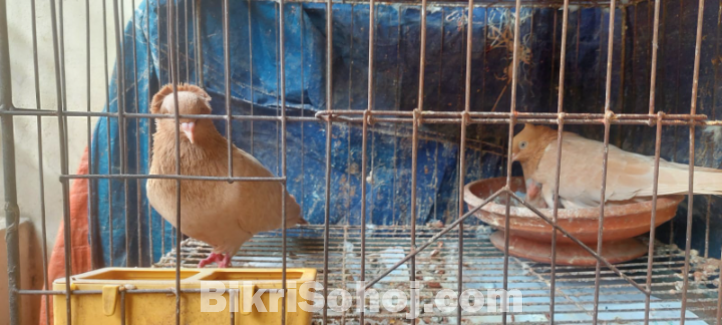 কবুতর বিক্রি করা হবে